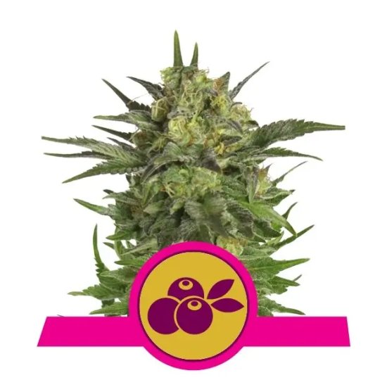 Royal Queen Seeds Haze Berry - feminised