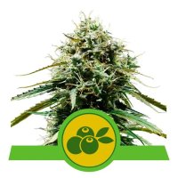 Royal Queen Seeds Haze Berry Auto - feminised