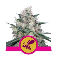 Royal Queen Seeds Honey Cream - Fast Version - feminised