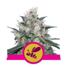 Royal Queen Seeds Honey Cream - Fast Version - feminised