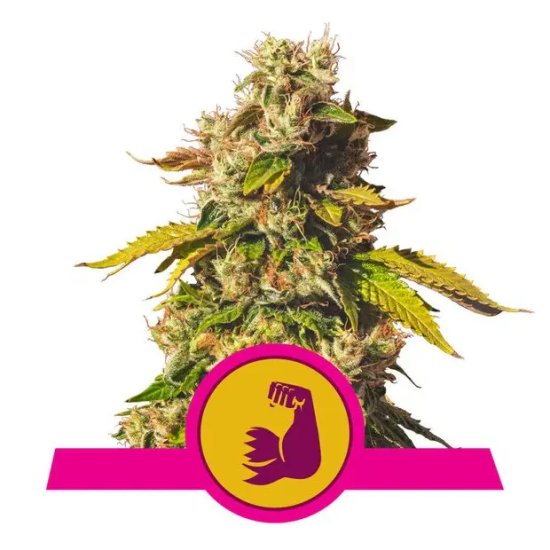 Royal Queen Seeds Hulkberry USA Premium - feminised