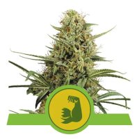 Royal Queen Seeds Hulkberry USA Premium Auto - feminised