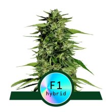 Royal Queen Seeds Hyperion F1 Auto - feminised