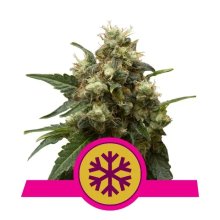 Royal Queen Seeds Ice - feminised