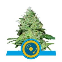 Royal Queen Seeds Joanne's CBD - feminised