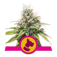 Royal Queen Seeds Kali Dog - feminised