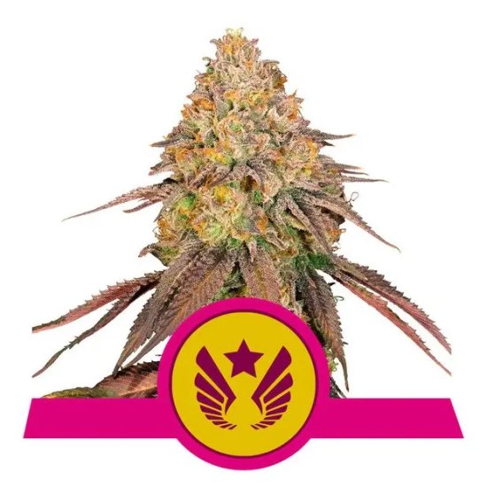 Royal Queen Seeds Legendary OG Punch USA Premium - feminised