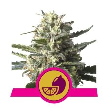 Royal Queen Seeds Lemon Shining Silver Haze - feminised