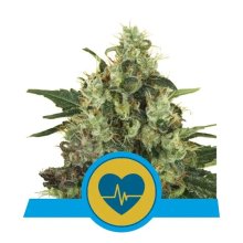 Royal Queen Seeds Medical Mass CBD - feminised