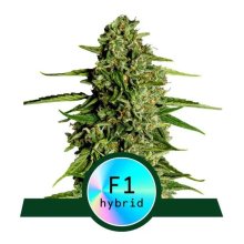 Royal Queen Seeds Medusa F1 Auto - feminised