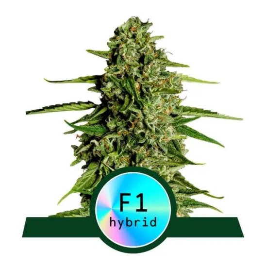 Royal Queen Seeds Medusa F1 Auto - feminised