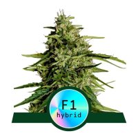 Royal Queen Seeds Milky Way F1 Auto - feminised