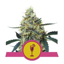 Royal Queen Seeds Mimosa USA Premium - feminised