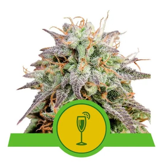 Royal Queen Seeds Mimosa USA Premium Auto - feminised