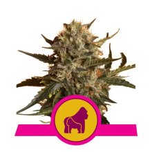 Royal Queen Seeds Mother Gorilla - feminised