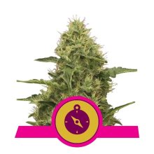 Royal Queen Seeds Northern Light - feminised