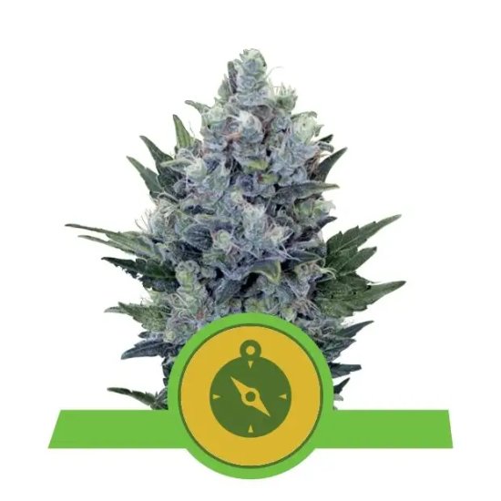 Royal Queen Seeds Northern Light Auto - feminised