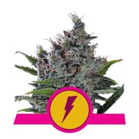 Royal Queen Seeds North Thunderfuck USA Premium - feminised