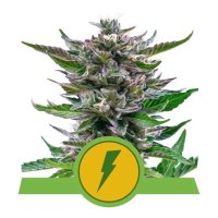 Royal Queen Seeds North Thunderfuck USA Premium Auto - feminised