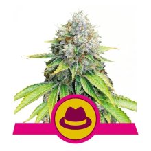 Royal Queen Seeds O.G. Kush - feminised