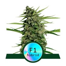 Royal Queen Seeds Orion F1 Auto - feminised