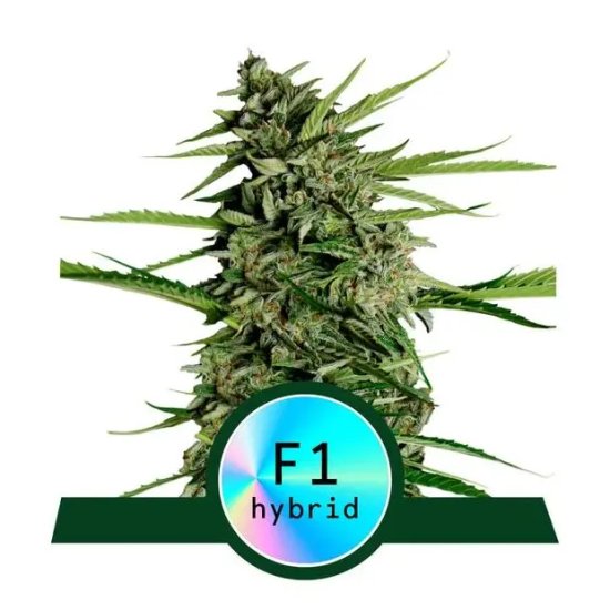 Royal Queen Seeds Orion F1 Auto - feminised