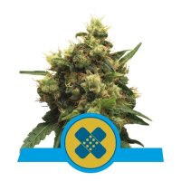 Royal Queen Seeds Painkiller XL CBD - feminised