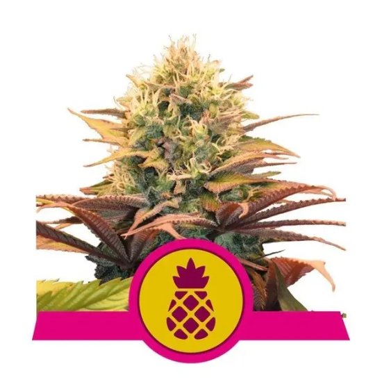 Royal Queen Seeds Pineapple Kush - feminised