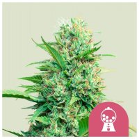 Royal Queen Seeds Pink Runtz USA Premium - feminised