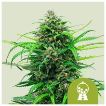 Royal Queen Seeds Pink Runtz USA Premium Auto - feminised