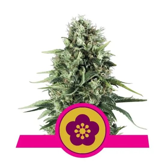 Royal Queen Seeds Power Flower - feminised