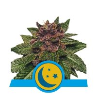 Royal Queen Seeds Purplematic Auto CBD - feminised