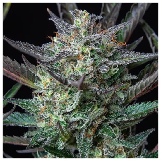 Royal Queen Seeds Purple Punch USA Premium Auto - feminised