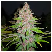 Royal Queen Seeds Purple Queen USA Premium - feminised