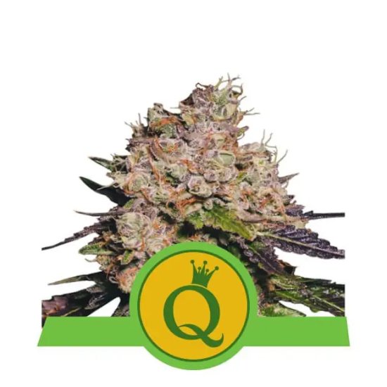 Royal Queen Seeds Purple Queen USA Premium Auto - feminised