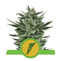 Royal Queen Seeds Quick One Auto - feminised