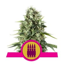 Royal Queen Seeds Royal AK - feminised