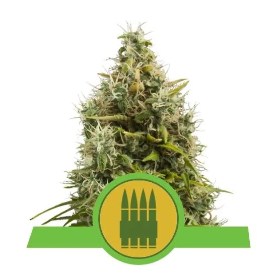 Royal Queen Seeds Royal AK Auto - feminised