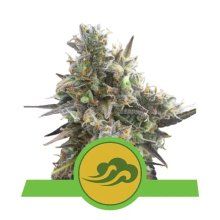 Royal Queen Seeds Royal Bluematic Auto - feminised