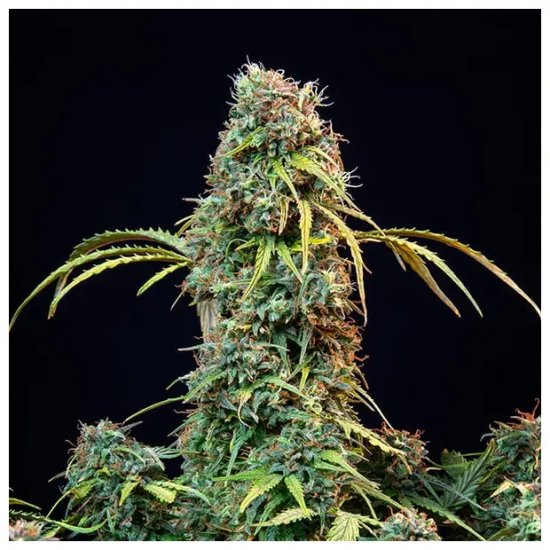 Royal Queen Seeds Royal CBDV Auto - feminised