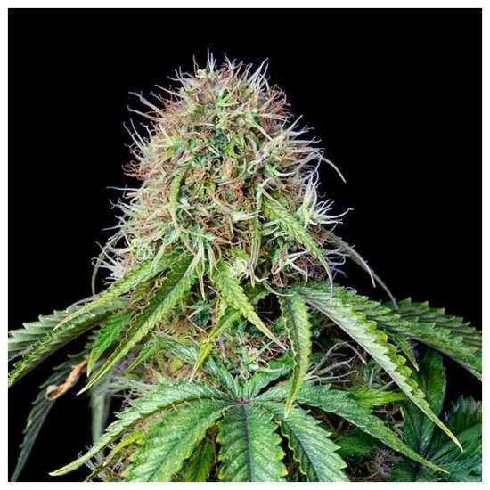 Royal Queen Seeds Royal CBG Auto - feminised