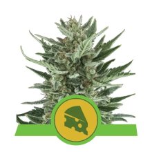 Royal Queen Seeds Royal Cheese Auto - feminised