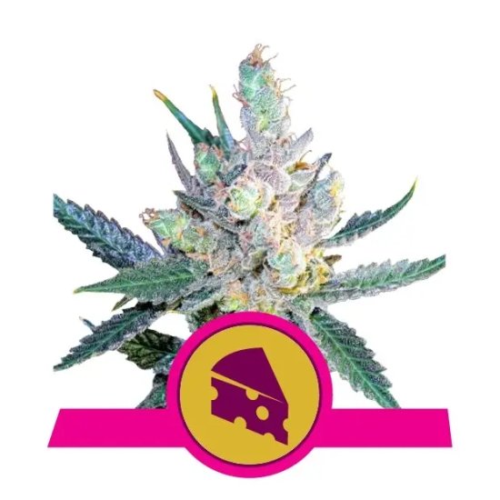 Royal Queen Seeds Royal Cheese Fast Version - feminised