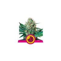 Royal Queen Seeds Royal Cookies USA Premium - feminised