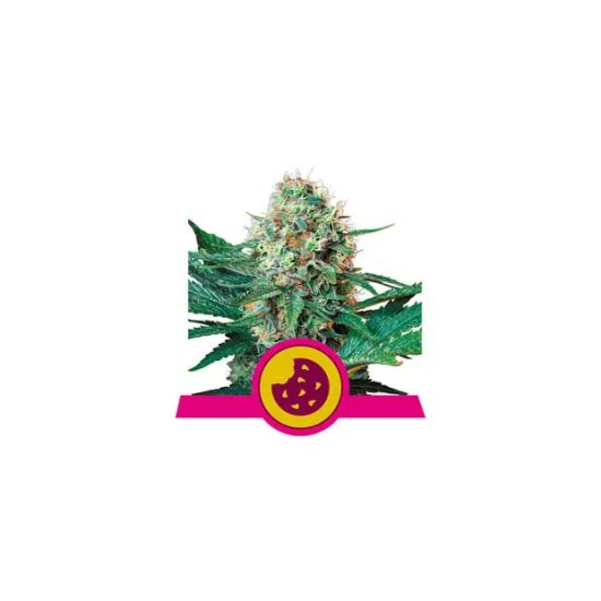 Royal Queen Seeds Royal Cookies USA Premium - feminised