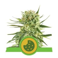 Royal Queen Seeds Royal Cookies USA Premium Auto - feminised