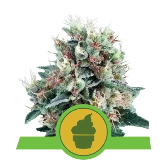 Royal Queen Seeds Royal Creamatic Auto - feminised