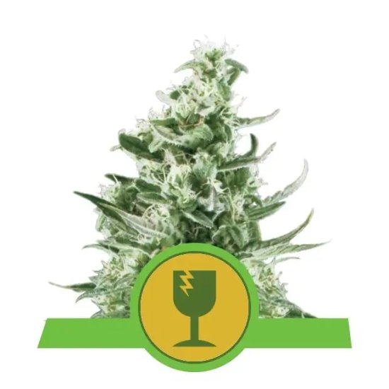 Royal Queen Seeds Royal Critical Auto - feminised