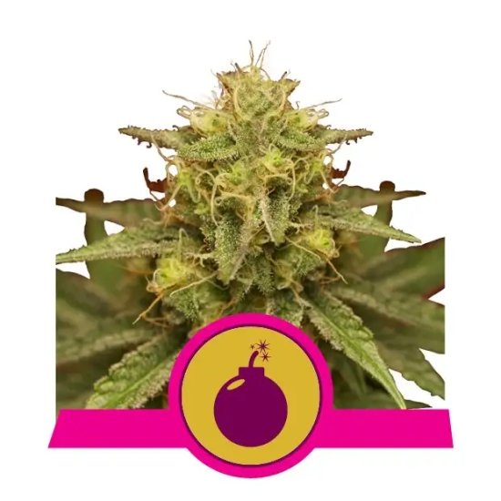 Royal Queen Seeds Royal Domina - feminised