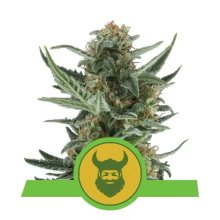 Royal Queen Seeds Royal Dwarf Auto - feminised